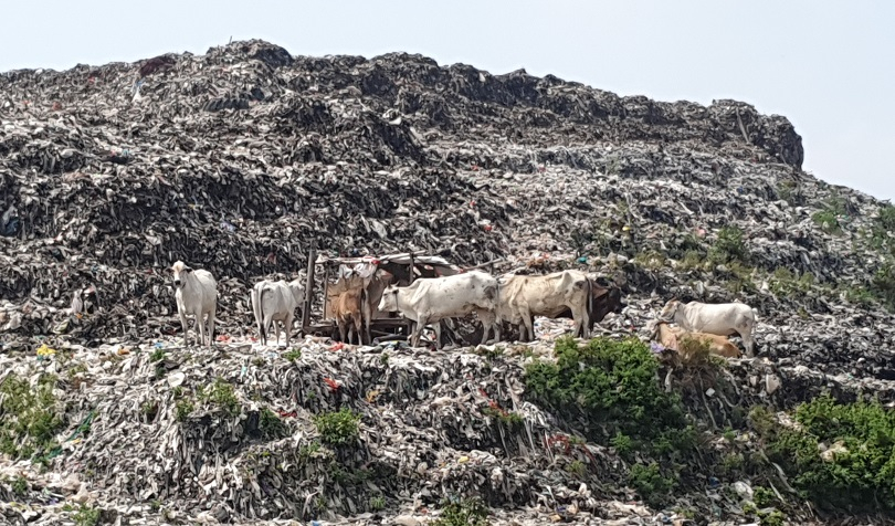 Pemkot Solo: Waspadai Sapi Pemakan Sampah TPA Sebagai Hewan Kurban