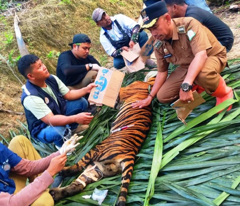 Ternak Warga Kerap Dimangsa, BKSDA Tangkap Seekor Harimau di Aceh Timur