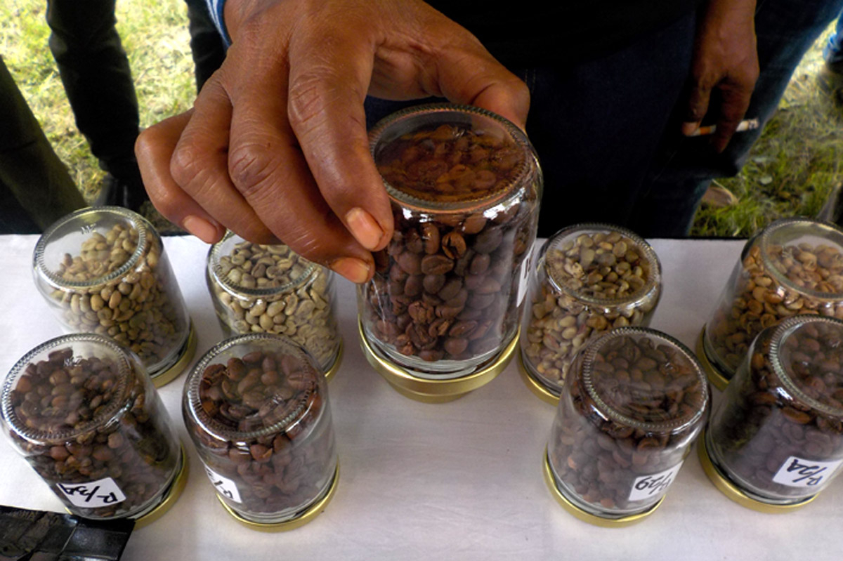 Bondowoso Juarai Kontes Cita Rasa Kopi di Festival Kopi Nusantara