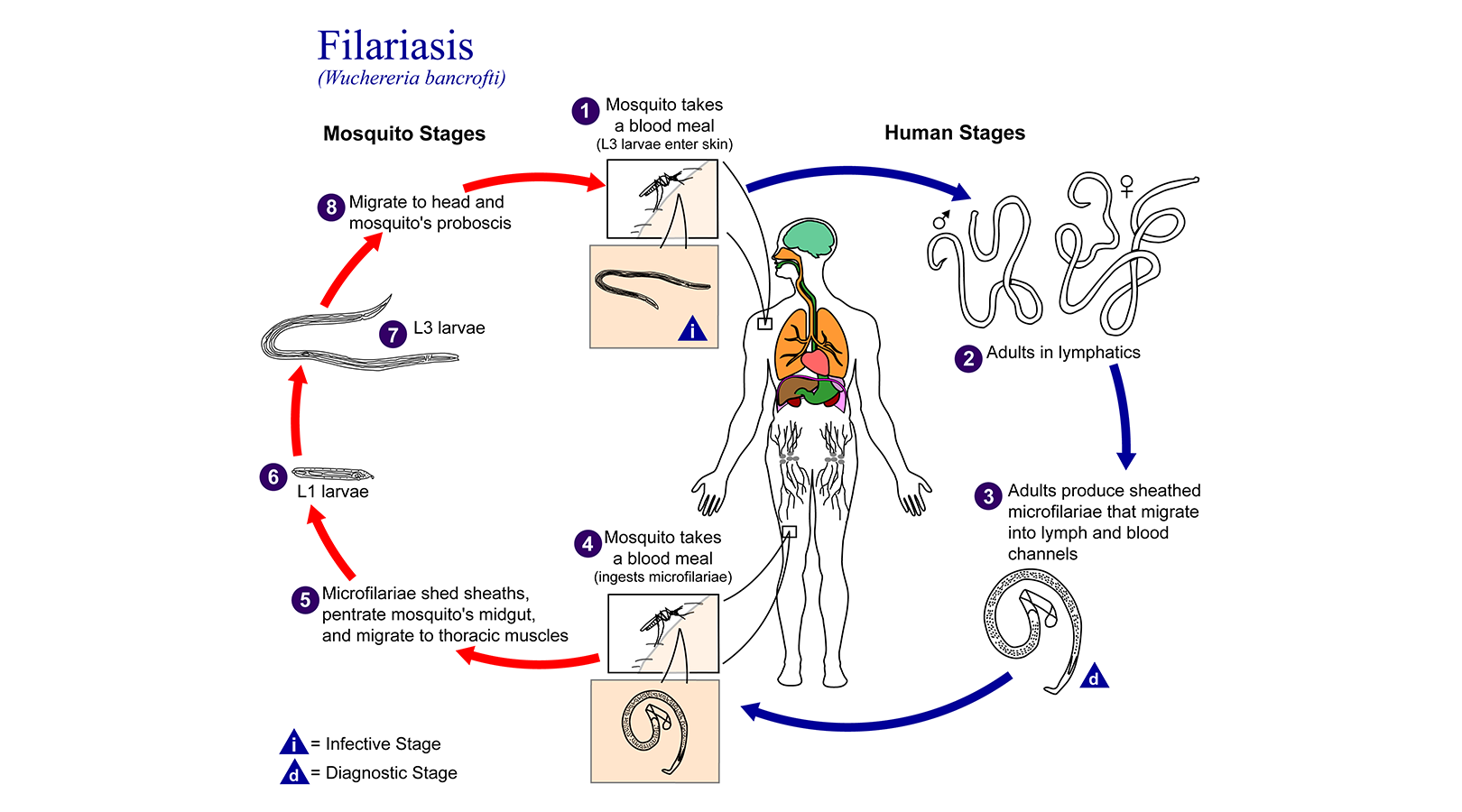 [Advertorial] Filariasis, Kenali dan Cegah Penularannya
