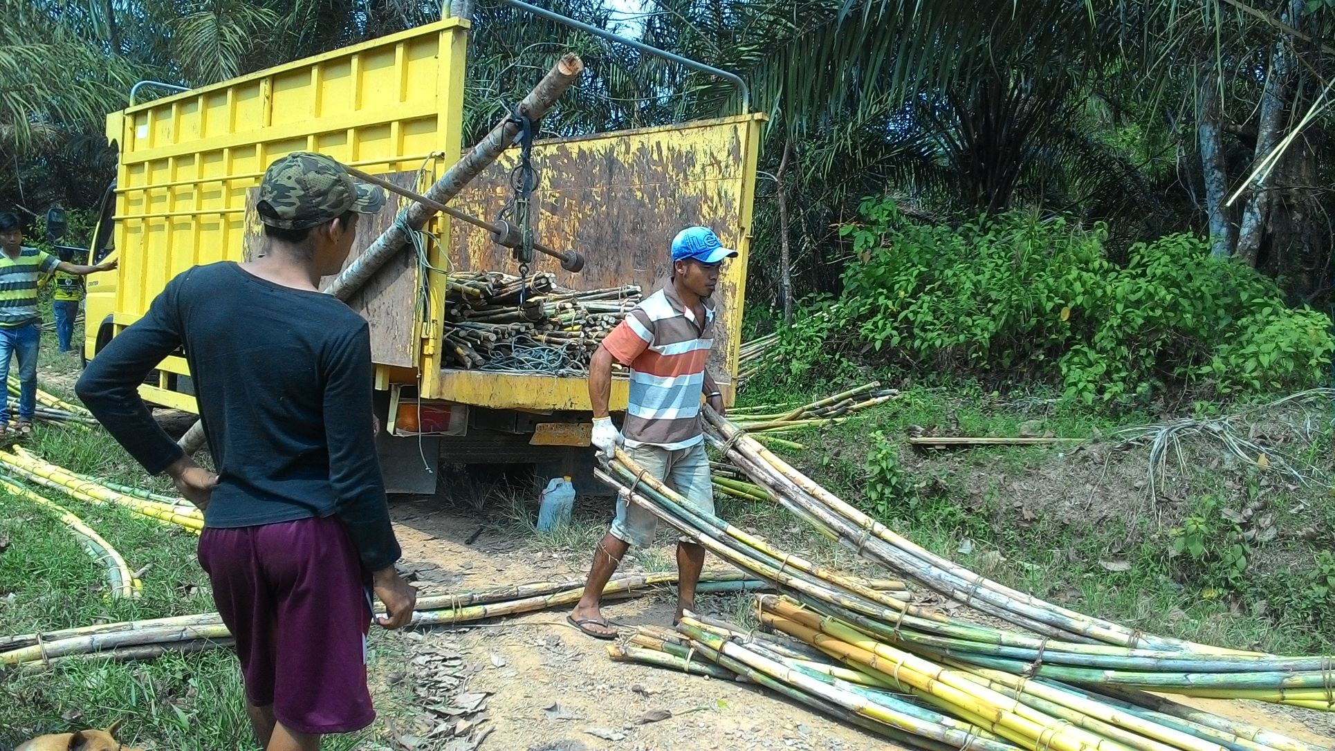 Gerak Kolaboratif Cegah Rotan Manau di Jambi Punah