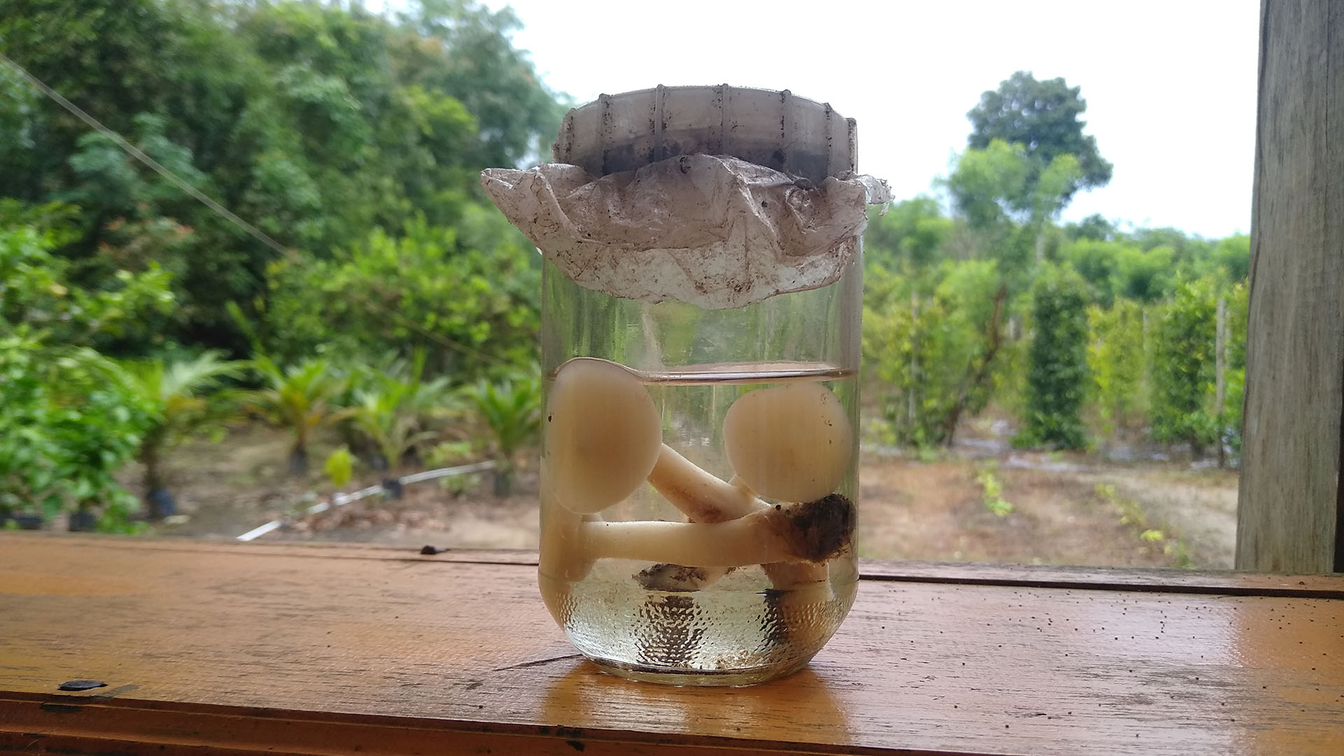 Jamur Pelawan Bangka Diterpa Krisis Iklim, Dihimpit Tambang dan Sawit (Bagian 2-habis)
