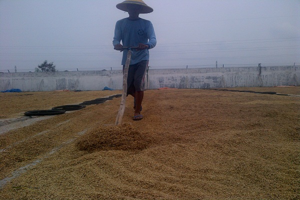 Turunkan Satgas, Bulog Minta Petani Tak Jual Gabah ke Tengkulak