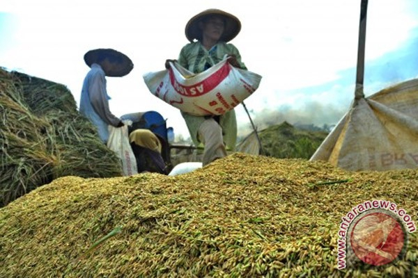 Bulog NTB Akan Beli Gabah Petani 100 Ribu Ton