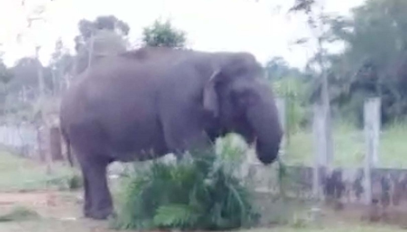 Gajah Liar Masuk Pekarangan SD di Aceh, Sekolah Bubar