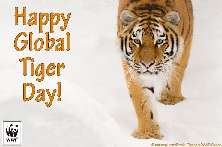 Selamat Hari Harimau Internasional!