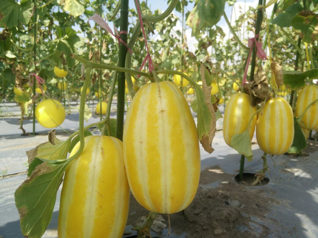 Cari Benih Berkualitas, Kementan Gelar Jambore Melon di Banyuwangi