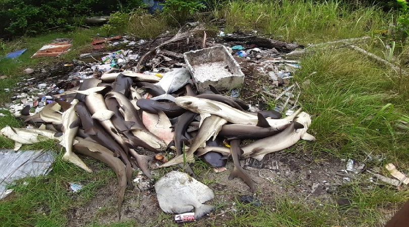 Puluhan  Hiu Mati Mendadak di Karimunjawa
