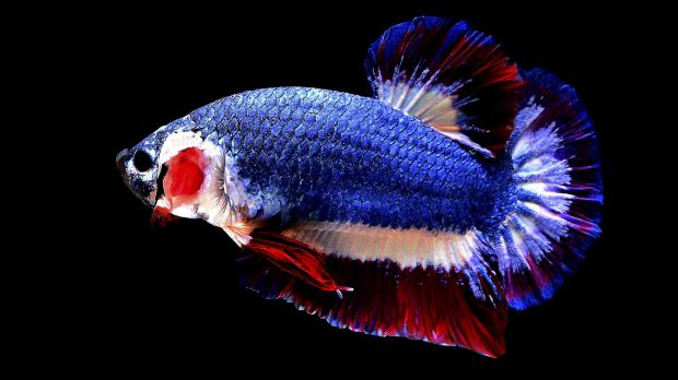 INTERMEZO: Berkelir Warna Bendera Thailand, Ikan Cupang Ini Termahal di Dunia