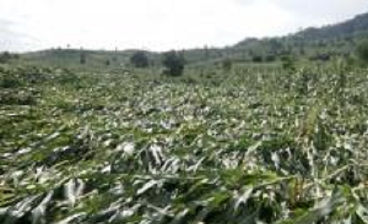 Ribuan Hektare Lahan Jagung di NTB Gagal Panen, Petani Tak Dapat Asuransi