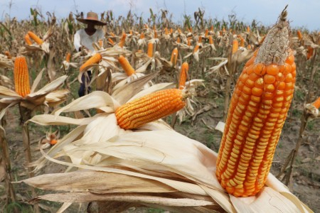 Bulog Bakal Atur Tata Niaga Jagung dan Kedelai