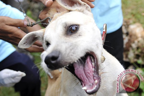 Anjing Kenali Emosi Manusia Lewat Wajah