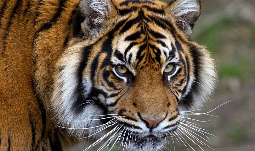 5 Sapi Dimangsa Harimau, Warga Aceh Utara Resah