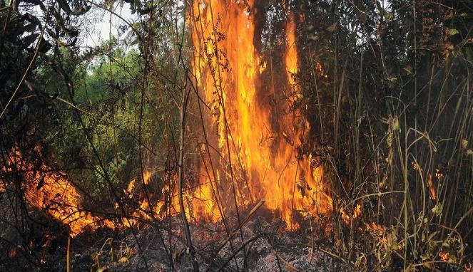 KLHK Terjunkan 120 Anggota Selidiki Area Perusahaan Pembakar