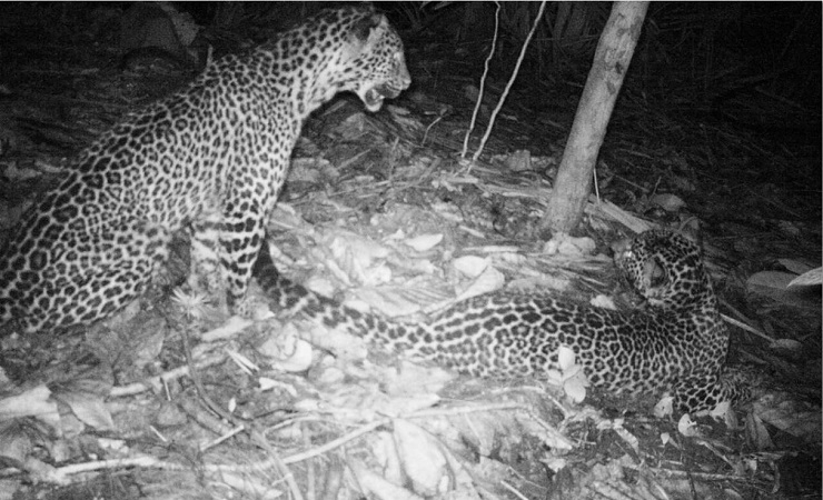 18 Macan Tutul Terdeteksi Hidup di Pulau Nusakambangan