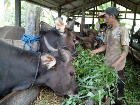 SuperQurban, Solusi Distribusi Daging Kurban