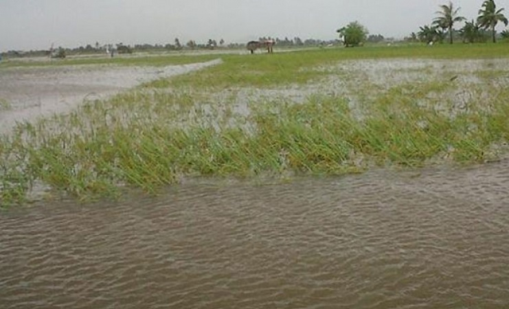 Sawah Rusak Kebanjiran di Bondowoso, Tak Ada Asuransi Pertanian