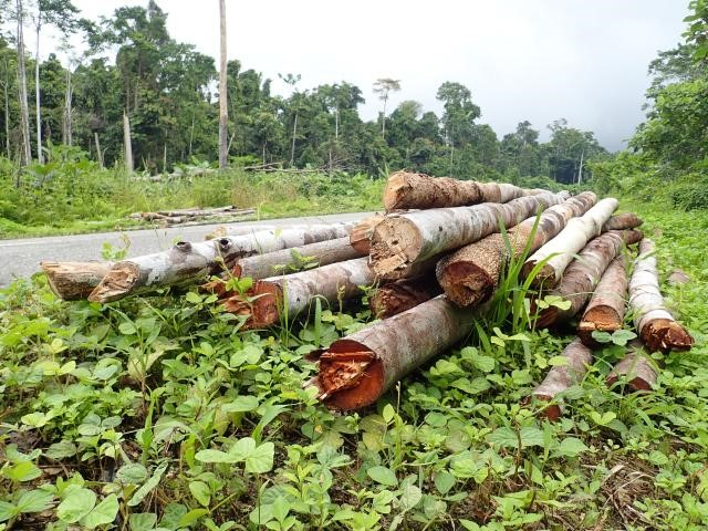 WRI Rilis Hasil Pantau Jejak di Wilayah Terindikasi Penebangan Ilegal