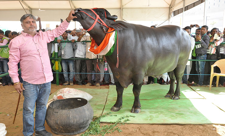 'Yuvraj' Kerbau Indukan Juara India