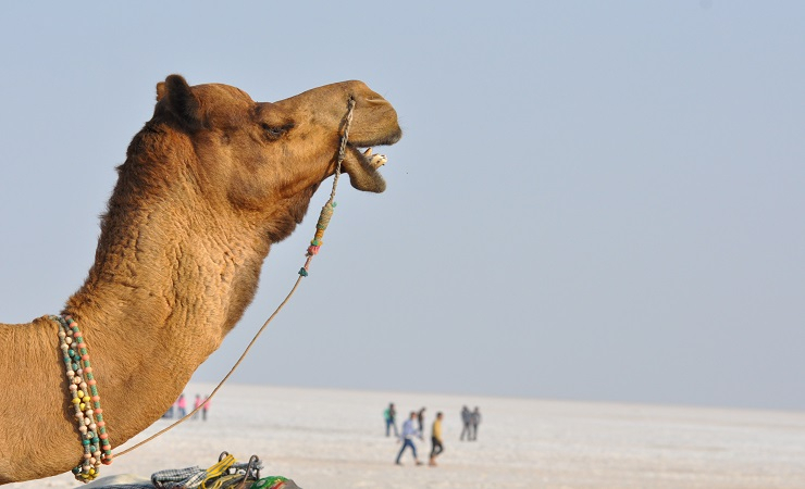  India’s camel population rapidly dwindling
