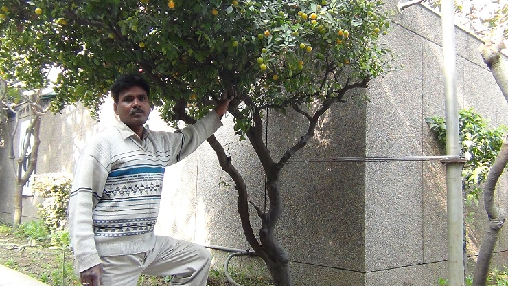 Adopting trees for a greener life in India 