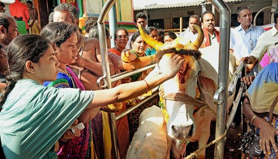 Rencana India Larang Daging Sapi Secara Nasional
