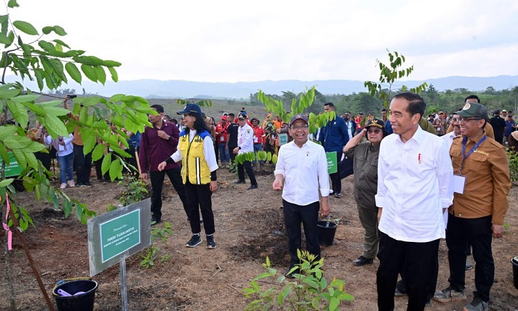 Jokowi Ingin Bangun Hutan Hujan Tropis di IKN