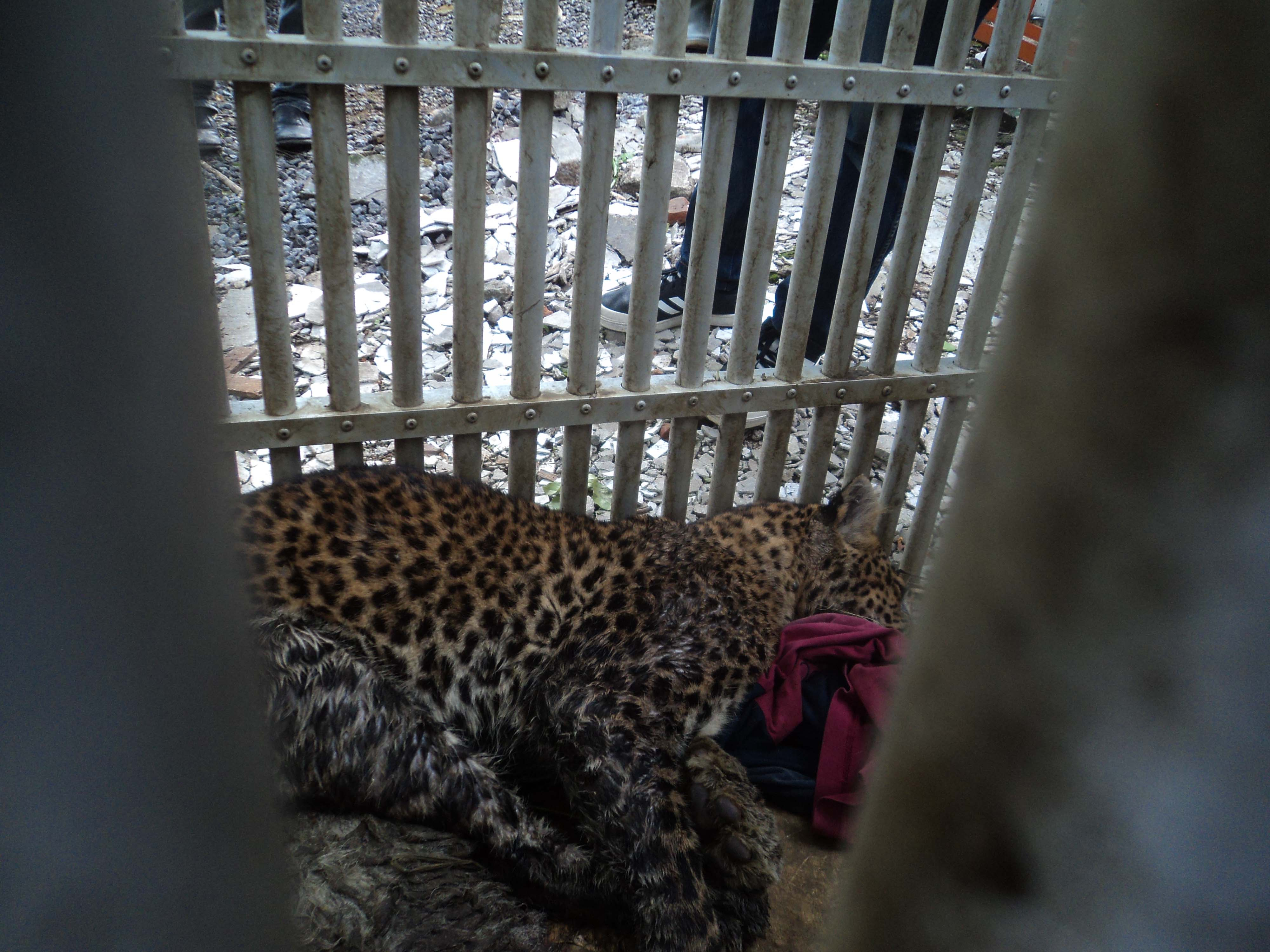 Kebun Binatang Solo Observasi Macan Tutul Tangkapan Warga