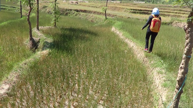 300 Hektar Padi Di Rembang Gagal Panen