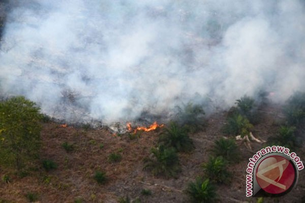 Ribuan Hektar Lahan Disegel, Walhi Riau: Semoga Bukan Simbolis