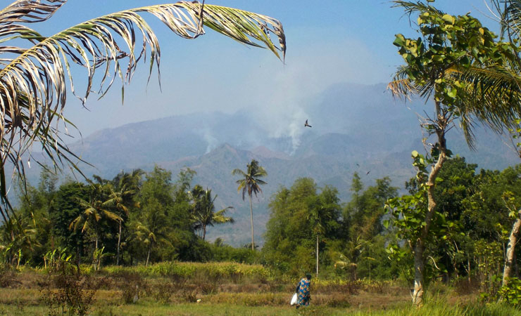 Kebakaran Lahan di Kawasan Perhutani, Lagi Terjadi di Bondowoso