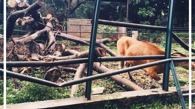 Petisi Save Bandung Zoo Didukung Hampir 20 Ribu Orang