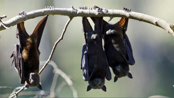 Virus Nipah, Kelelawar dan Ekosistem Alam