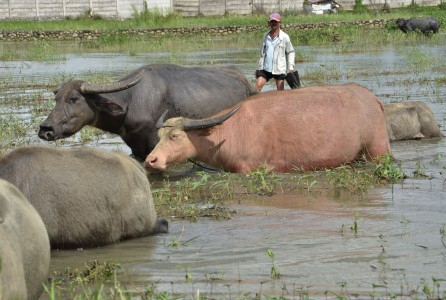 Cegah Sebaran Anthrax, Pemerintah Vaksinasi Ternak di Tiga Kabupaten Sulsel