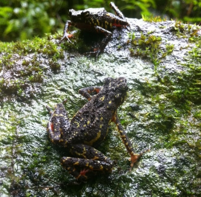 Spesies Baru Kodok Merah Ditemukan di Gunung Ceremai