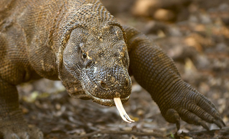 KPA: Kenaikan Harga Tiket Pulau Komodo Jadi Upaya Perampasan Tanah Warga