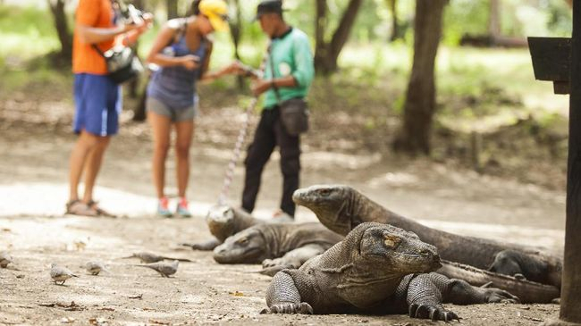 Sandiaga Pastikan Pengembangan TN Komodo Tak Rusak Ekosistem