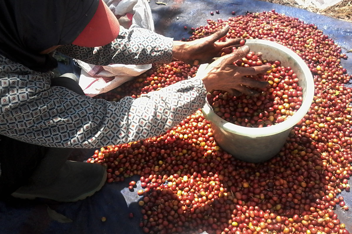 Harga Kopi Melonjak, Petani Bondowoso Girang