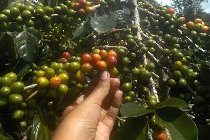 Pengembangan Kopi Indonesia Masih Dibayangi Banyak Kendala
