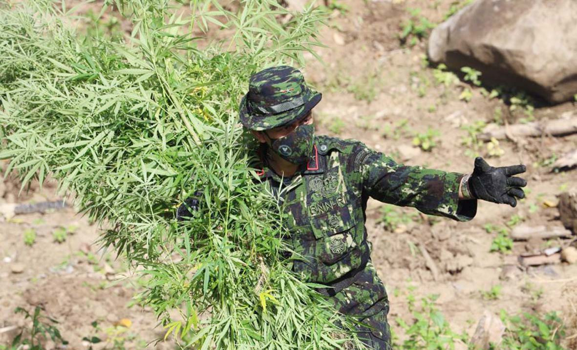 BNN Akan Alihfungsi Ladang Ganja Aceh Jadi Perkebunan Produktif