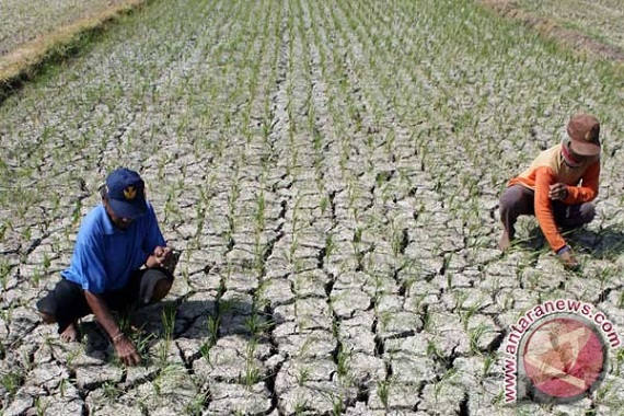 Banyuwangi Siaga Darurat Kekeringan