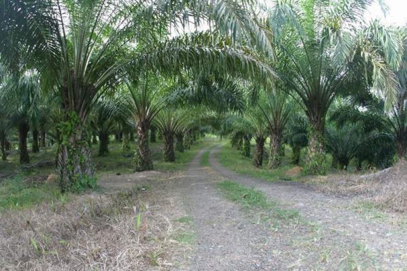Sawit Berkeadilan untuk Atasi Konflik Agraria