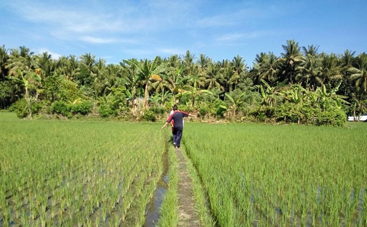 Lahan Menyempit, Nasib Ribuan Petani Penggarap di Mataram Terancam