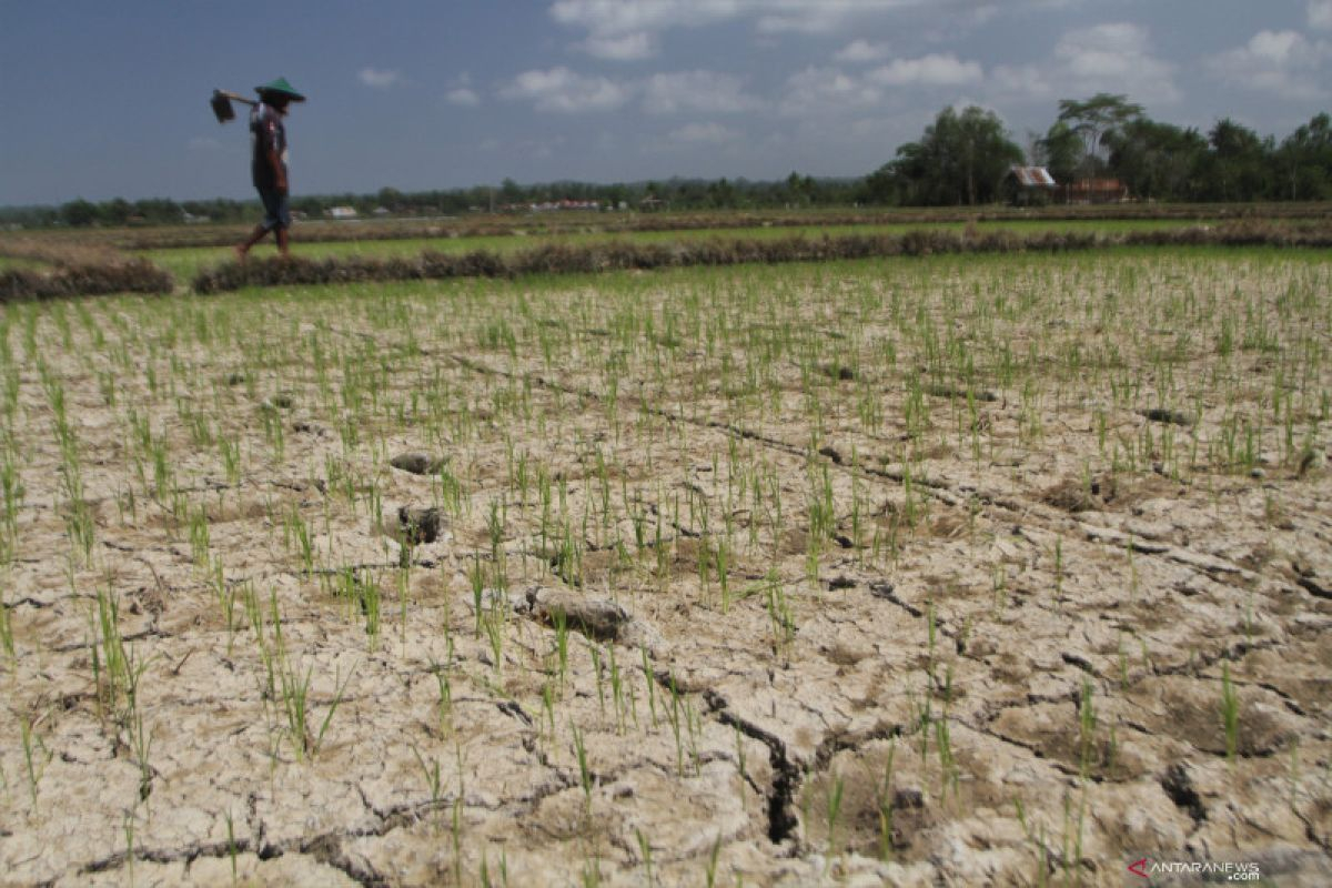 BNPB: Hampir Merata, Kekeringan di Jawa, Bali dan Nusa Tenggara