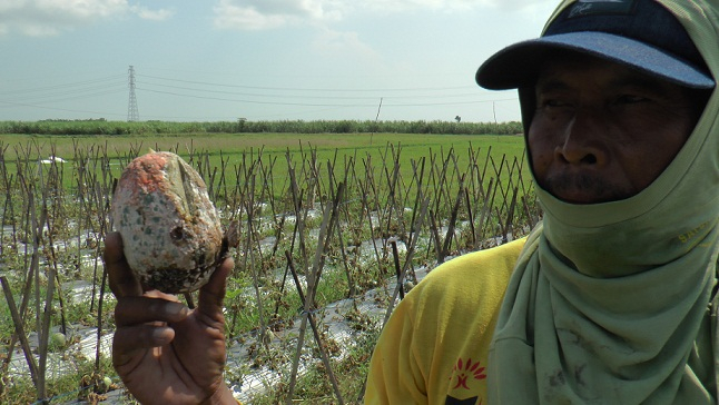 Anomali Cuaca, Produksi Gabah di Rembang Merosot 50 Persen