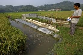 Tingkatkan Pendapatan Petani, Pemerintah Genjot Program Ikan Padi