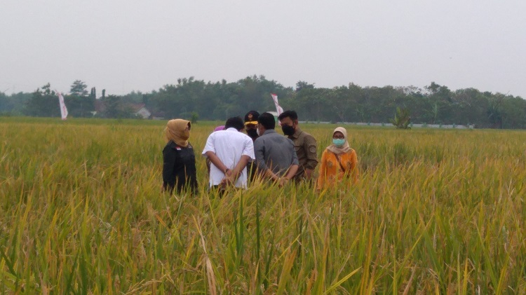Awal Panen, Produksi Gabah di Jombang Surplus 13 Ribu Ton