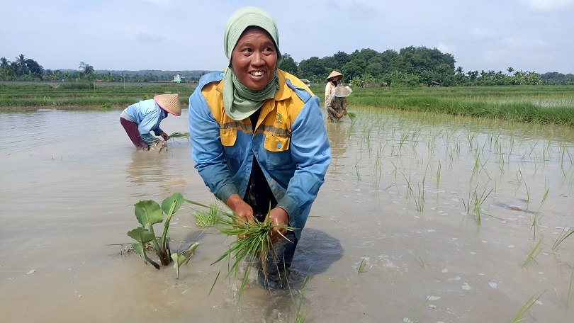 Manfaat PLTS Irigasi Karang Raja Sumsel, Kini Tanah Kering Bisa Ditanami Padi