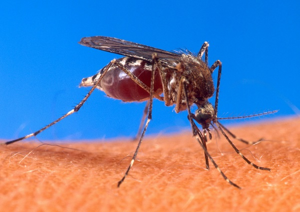 Kunjungi Singapura 3 Hari, Ibu dan Anak Tertular Virus Zika