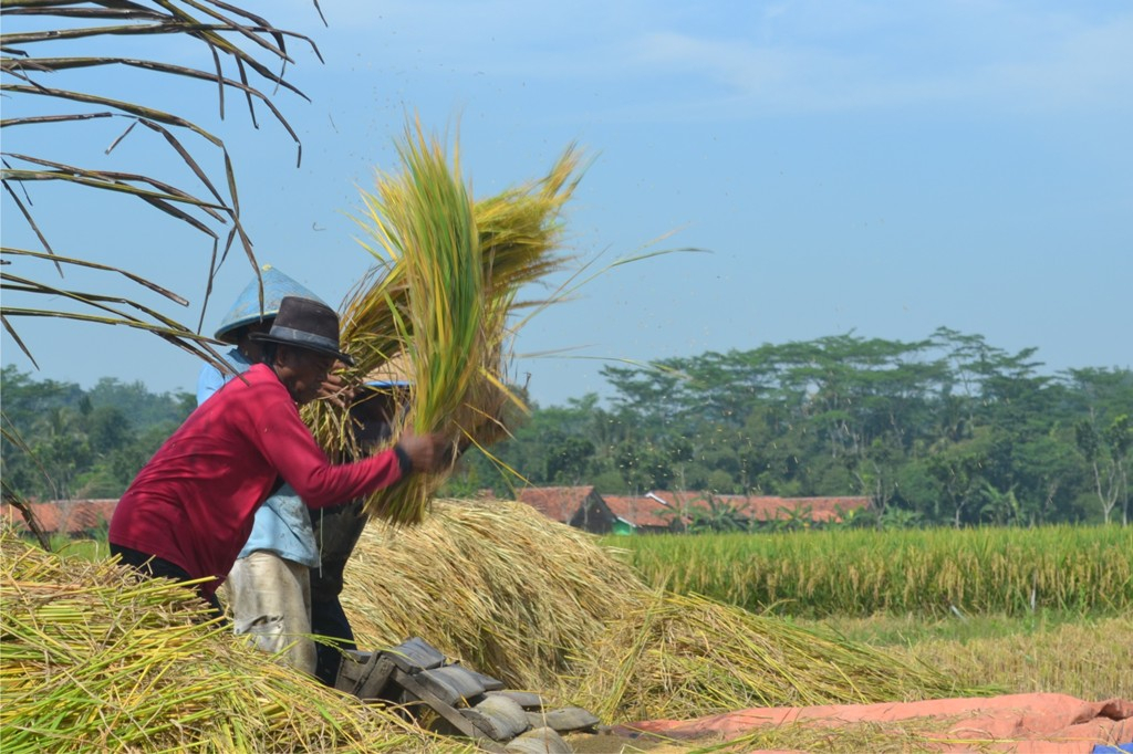 Cegah Alihfungsi Lahan, Cilacap Siapkan Perda Perlindungan Lahan Pertanian   